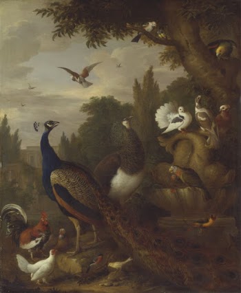 Peacock, peahen, parrots, canary, and | Free Photo - rawpixel