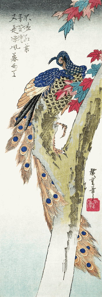 Peacock perched on a maple | Free Photo Illustration - rawpixel