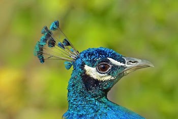 Peacock Profile.jpg