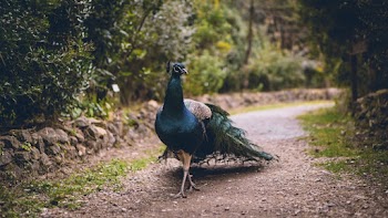 Peacock Walking on Pathway