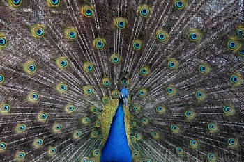 peacock wallpaper