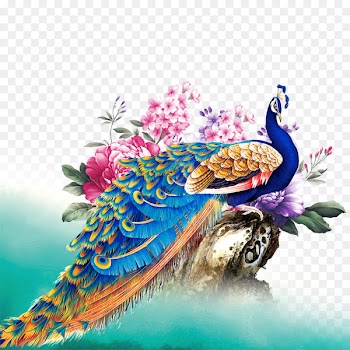Peafowl Bird - Color peacock 