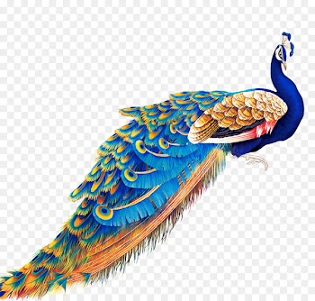 Peafowl Display resolution Wallpaper - Noble peacock blue 