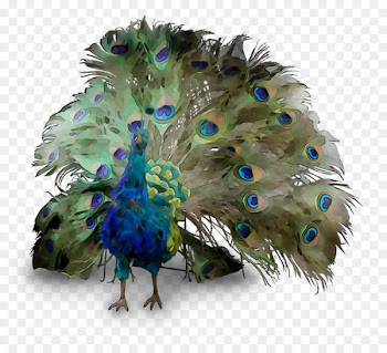 Peafowl Feather Beak -  