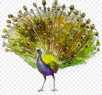 Peafowl Feather Beak Fauna Tail -  