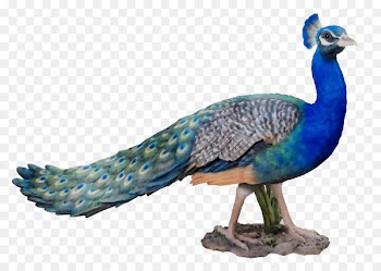Peafowl Feather Cobalt blue Fauna -  