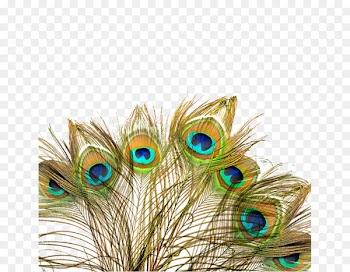 Peafowl Feather Wedding invitation Bird - Peacock fan 