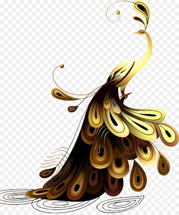 Peafowl Illustration - Golden Peacock 