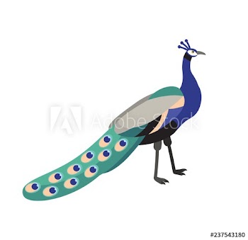 Peafowl or peacock isolated on white background