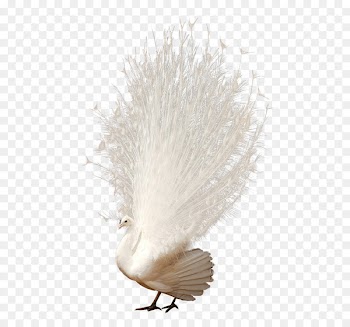 Peafowl Tail Download - White peacock tail feathers 