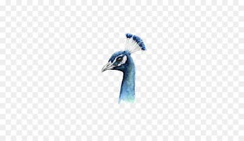 Peafowl Watercolor painting Bird - Watercolor Peacock 