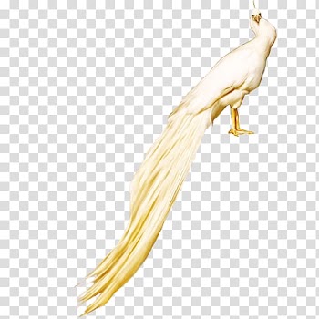 Peafowl White Rock dove, White Peacock FIG. transparent background PNG clipart