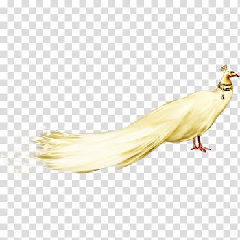 Peafowl White, White Peacock FIG. transparent background PNG clipart