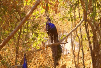 Peafowls
