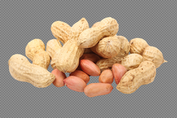 Peanut PNG images free download