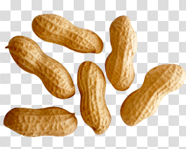 Peanut PNG images free download