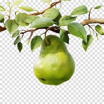 Pear Dietary supplement B vitamins Food, Pear fruit transparent background PNG clipart