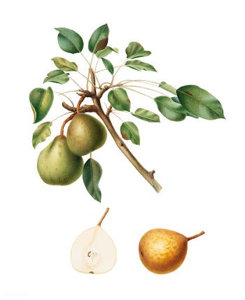 Pear from Pomona Italiana (1817-1839) by Gior.. | Free stock vector - 487894