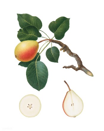 Pear from Pomona Italiana (1817-1839) by Gior.. | Free stock vector - 487900
