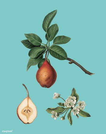 Pear from Pomona Italiana (1817-1839) by Gior.. | Free stock vector - 487923