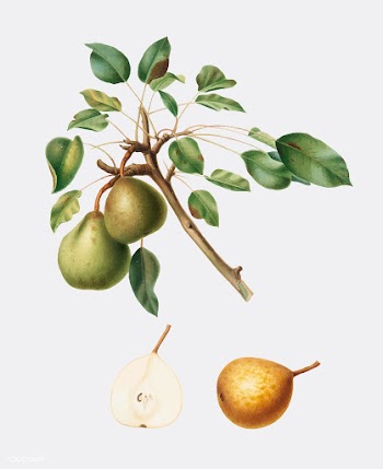 Pear from Pomona Italiana (1817-1839) by Gior.. | Free stock vector - 487928