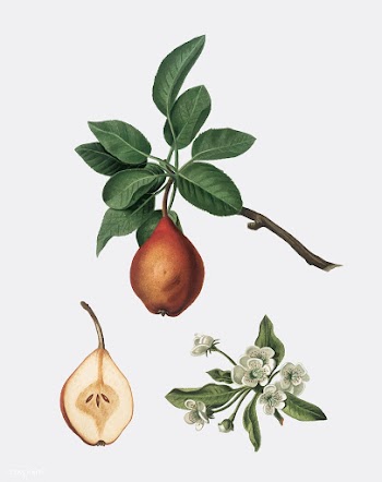 Pear from Pomona Italiana (1817-1839) by Gior.. | Free stock vector - 487951