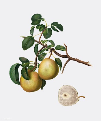 Pear from Pomona Italiana (1817-1839) by Gior.. | Free stock vector - 487999