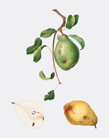 Pear from Pomona Italiana (1817-1839) by Gior.. | Free stock vector - 488032