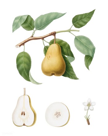 Pear from Pomona Italiana (1817-1839) by Gior.. | Free stock vector - 488104