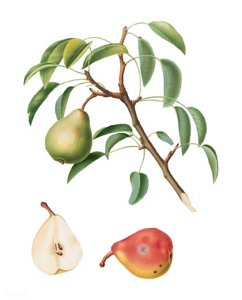 Pear from Pomona Italiana (1817-1839) by Gior.. | Free stock vector - 488183