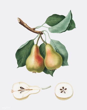 Pear from Pomona Italiana illustration | Free stock vector - 487890