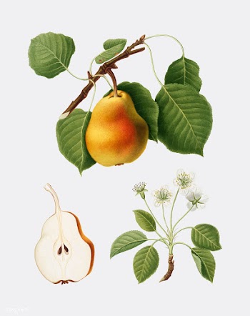 Pear from Pomona Italiana illustration | Free stock vector - 487915