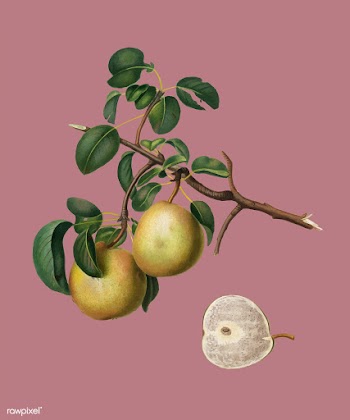 Pear from Pomona Italiana illustration | Free stock vector - 487986