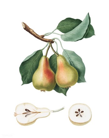 Pear from Pomona Italiana illustration | Free stock vector - 488058