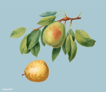 Pear from Pomona Italiana illustration | Free stock vector - 488129