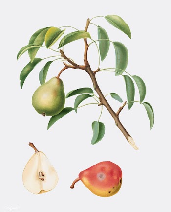 Pear from Pomona Italiana illustration | Free stock vector - 488232
