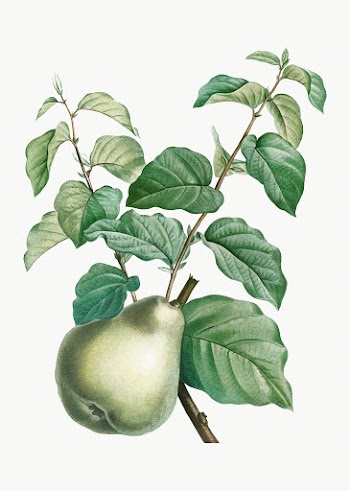 Pear on a branch | Free stock vector - 573994