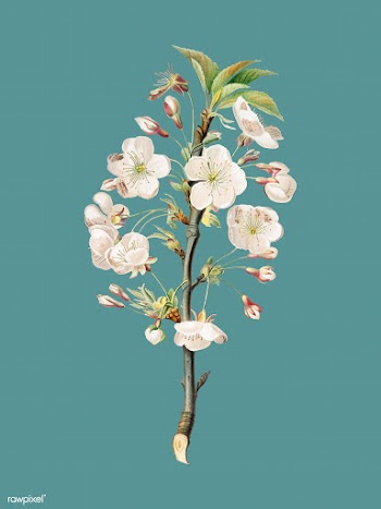 Pear tree flowers from Pomona Italiana illust.. | Free stock vector - 488082