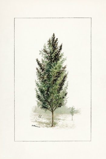Pear Tree (Pyrus communis)(1898) by Deborah Griscom Passmore. Original.. | Free public domain illustration - 2288022