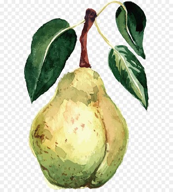Pear Watercolor painting Fruit Vector packs - Watercolor pear vector 