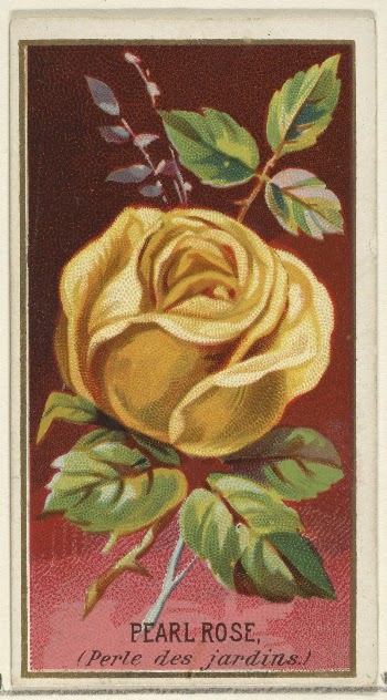 Pearl Rose (Perle des jardins), | Free Photo - rawpixel