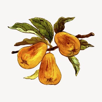 Pears clipart, vintage fruit illustration | Free Vector - rawpixel