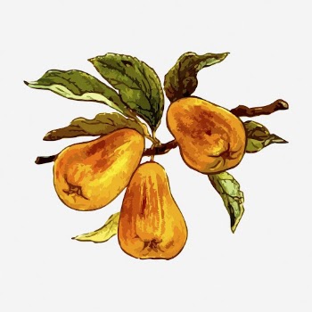 Pears collage element, vintage fruit | Free Photo - rawpixel