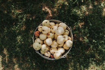 pears in bucket on grass lawn during daytimes