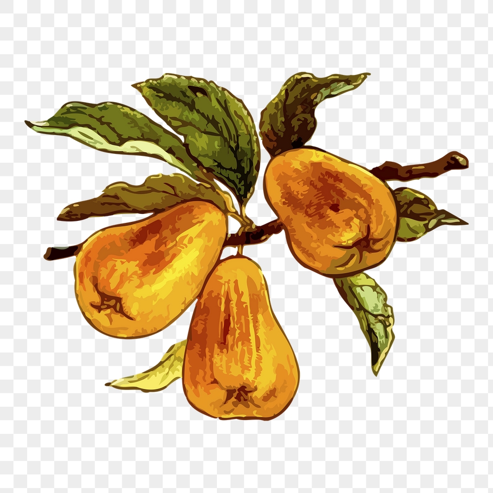 Pears png sticker, fruit vintage | Free PNG - rawpixel