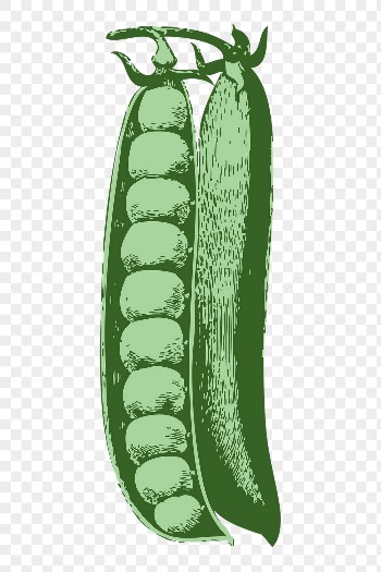 Peas png sticker vegetable illustration, | Free PNG - rawpixel