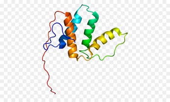 PECI Enoyl CoA isomerase Enzyme Gene - enzymes ornament 