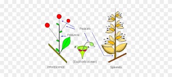 Pedicel Of Leaf