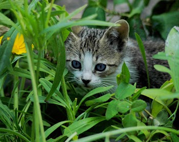 PeekingKitten.jpg