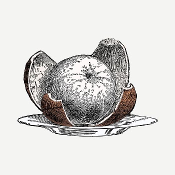Peeled orange drawing, vintage illustration | Free PSD - rawpixel
